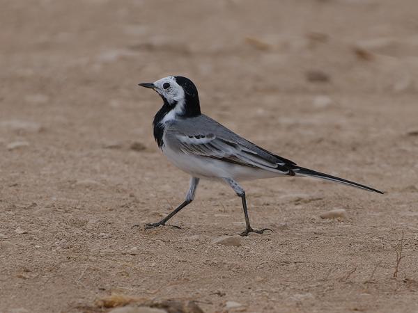 <h3><a href="/trips/oman/biota/animalia/chordata/aves/040 passeriformes/119 motacillidae/motacilla alba/motacilla alba-nl.html">Motacilla&nbsp;alba</a> / White&nbsp;wagtail / Witte&nbsp;kwikstaart</h3>OM-1 Mark II met OLYMPUS M.150-400mm F4.5, 1/2000 sec  bij F4.5, ISO 320, afstand 14.5&nbsp;m